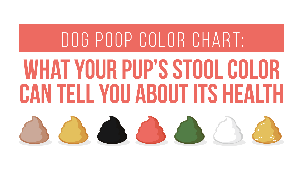 Use Our Healthy Dog Poop Chart to Discover If Your Dog's Poop is